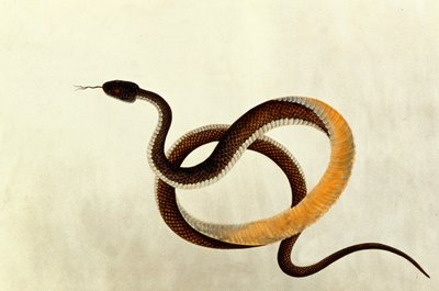 Snake, from Drawings of Animals, Insects and Reptiles from Malacca by Chinese School